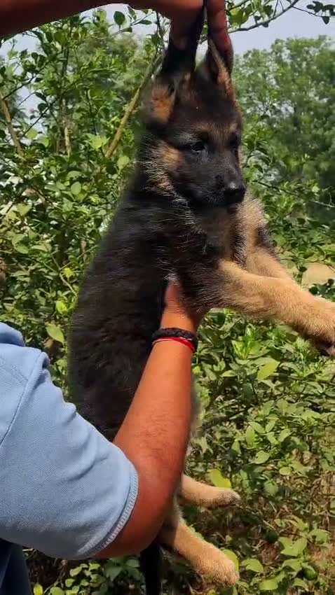 German Shepherd Puppy, farm video