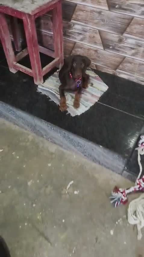 Doberman Pinscher Puppy, farm video