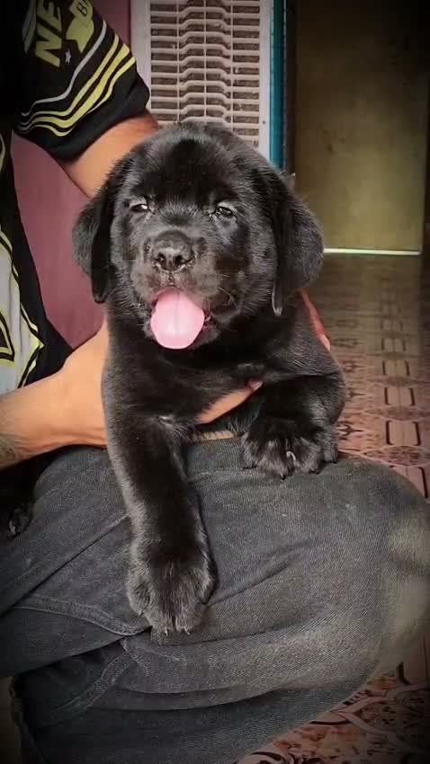 Beagle Black & Tan Puppy, farm video
