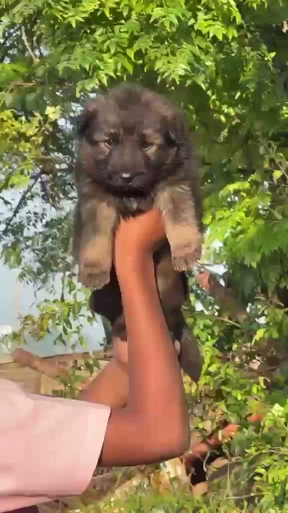 German Shepherd Puppy, farm video