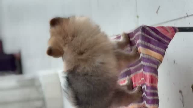 Pomeranian Puppy, farm video
