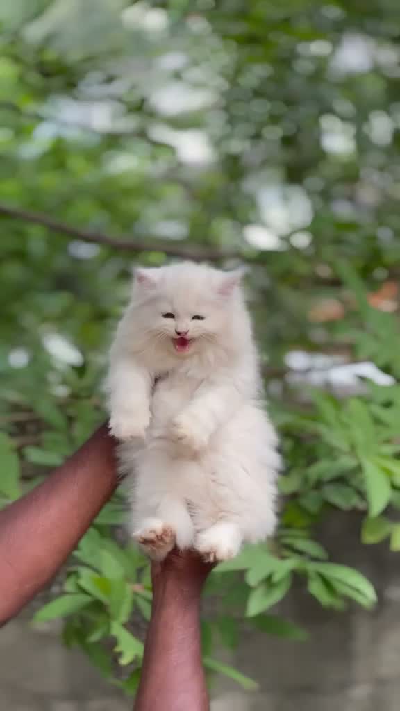 Persian, farm video