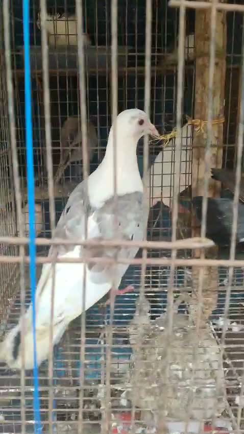 Fantail Pigeon, farm video