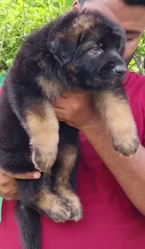 German Shepherd Puppy, farm video