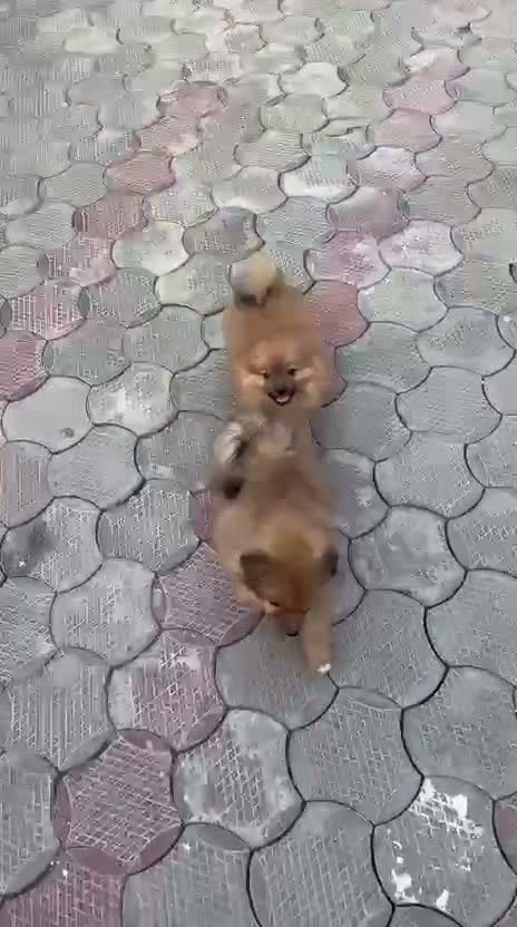 Pomeranian Puppy, farm video