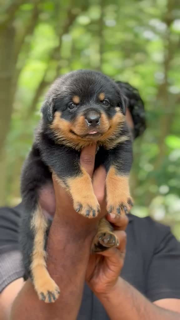 Rottweiler Puppy, farm video