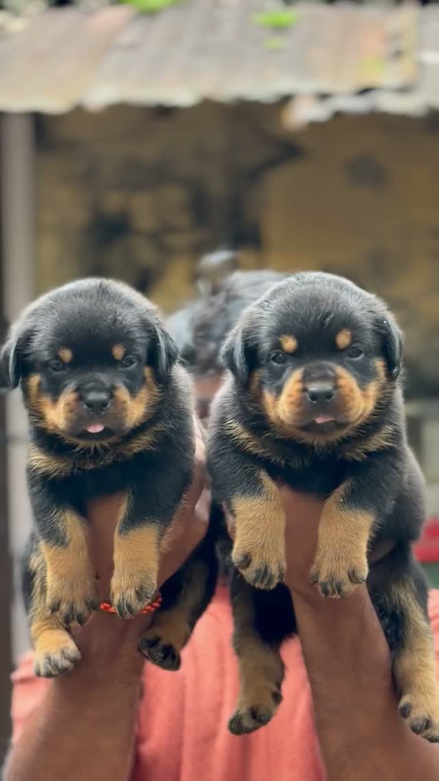 Rottweiler Puppy, farm video