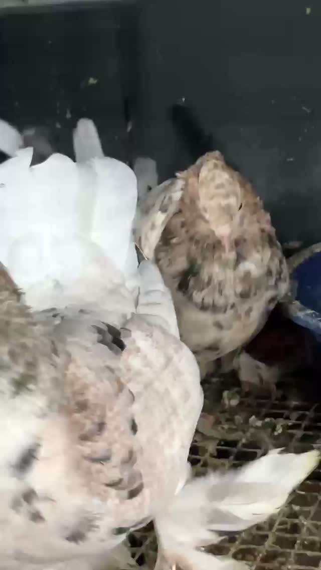 Fantail Pigeon, farm video