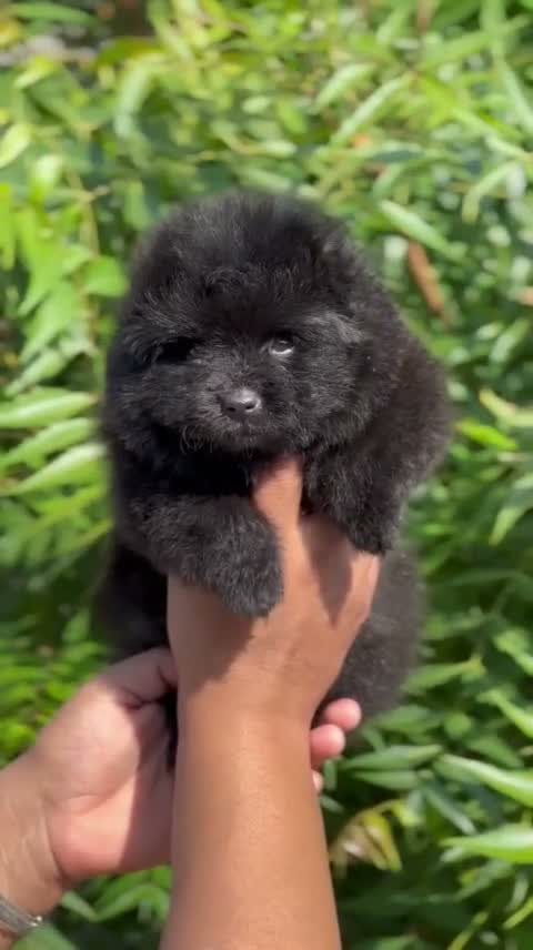 Pomeranian Puppy, farm video