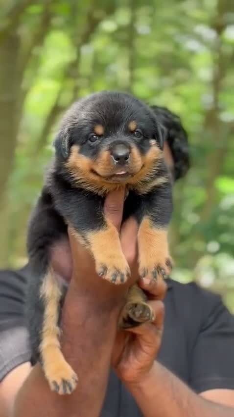 Rottweiler Puppy, farm video