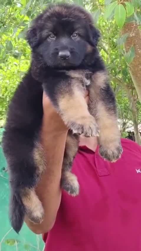 German Shepherd Puppy, farm video