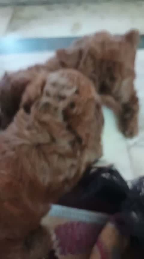 Cockapoo Puppy, farm video