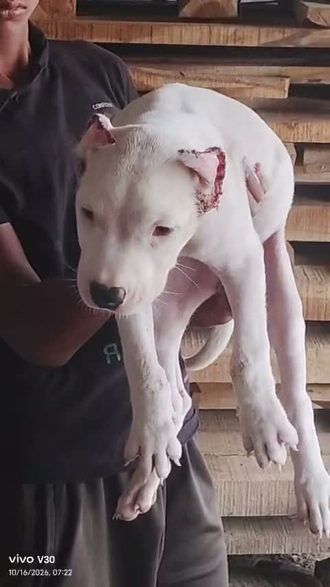 Dogo Argentino Puppy, farm video