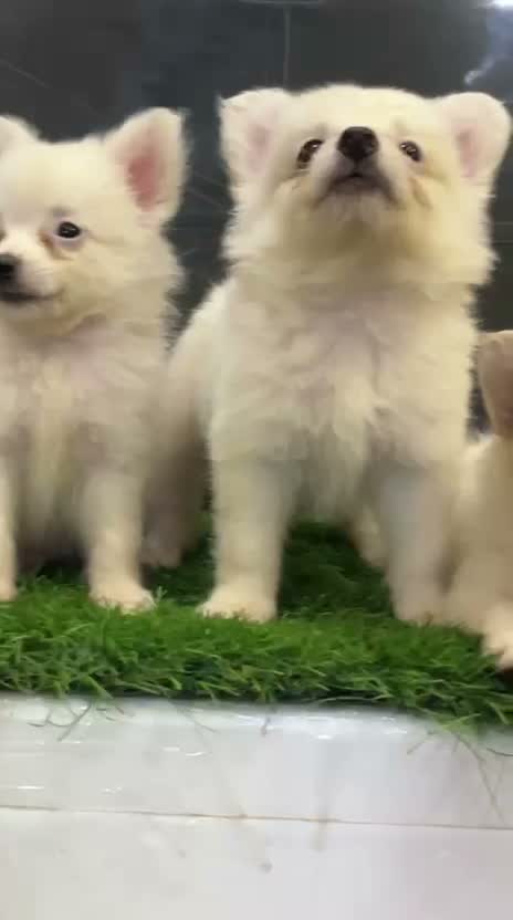 Pomeranian Puppy, farm video