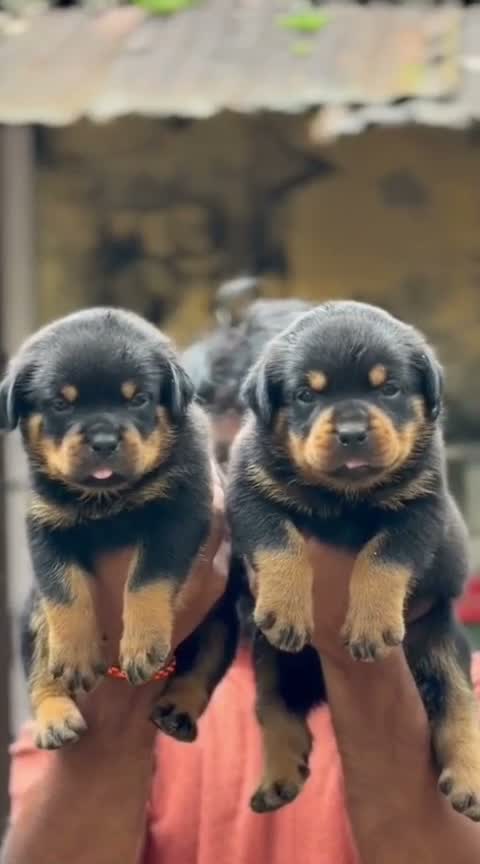 Rottweiler Puppy, farm video