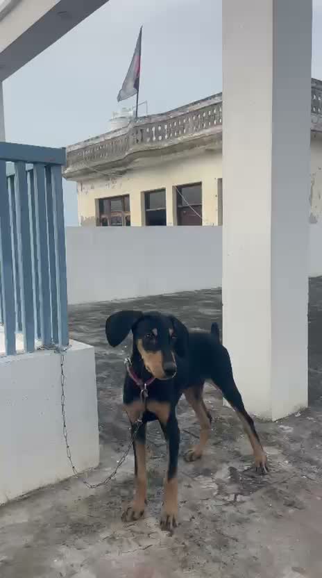 Doberman Pinscher Puppy, farm video