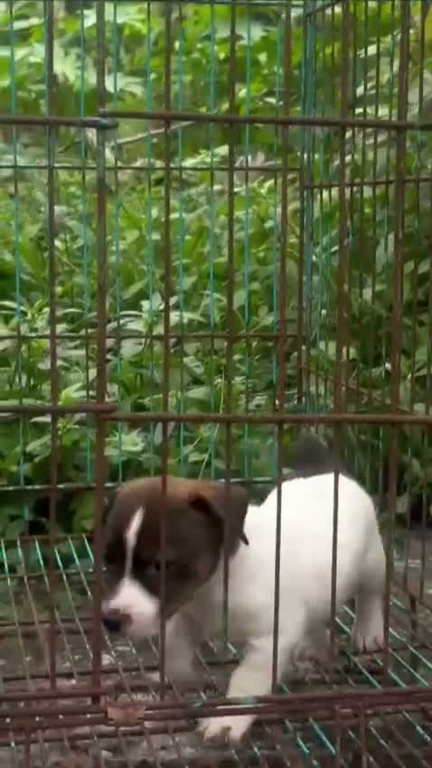 Pitbull Terrier Puppy, farm video