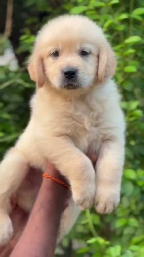 Golden Retriever, farm video