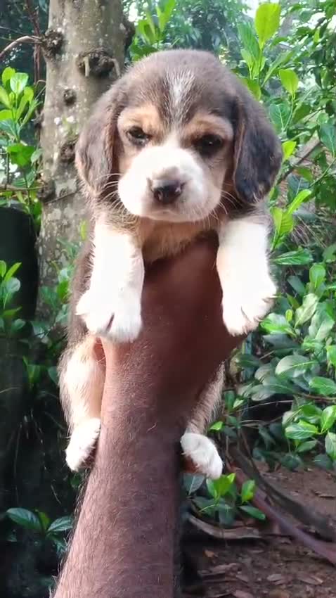 Beagle Black & Tan Puppy, farm video