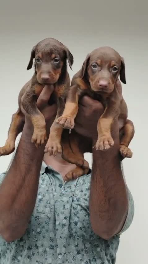 European Doberman Puppy, farm video