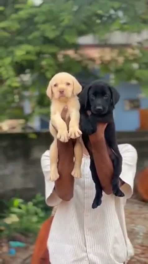 Beagle Black & Tan Puppy, farm video