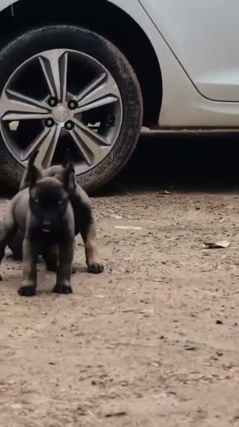 Belgian Malinois Puppy, farm video