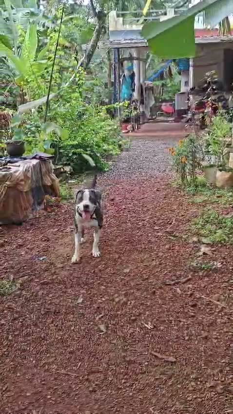 American Bully Pocket Size Puppy, farm video