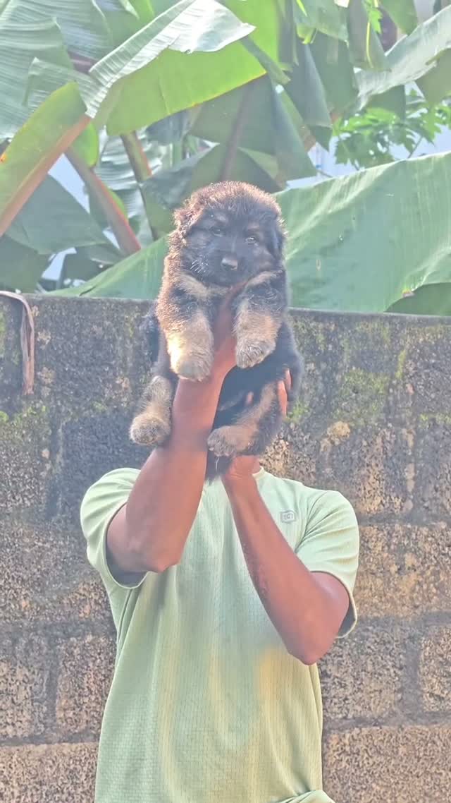 German Shepherd Puppy, farm video