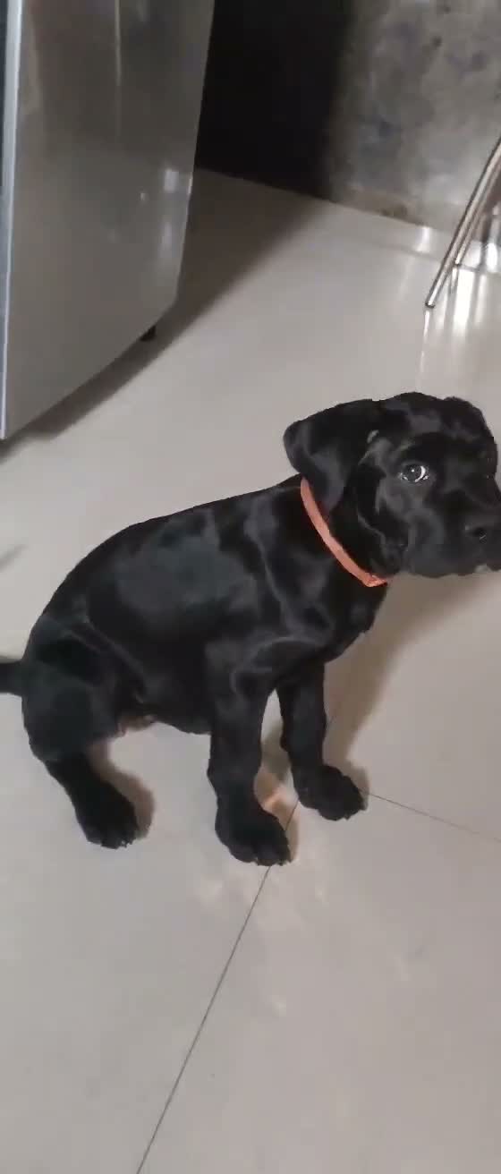 Cane Corso Puppy, farm video