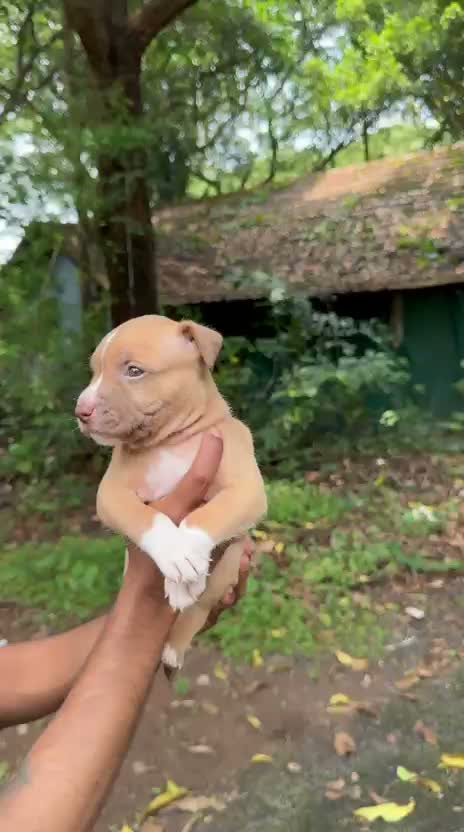 Pitbull Terrier Puppy, farm video