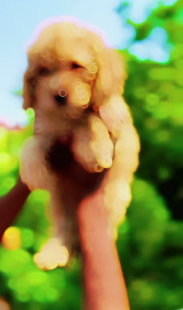 Standard Poodle Puppy, farm video