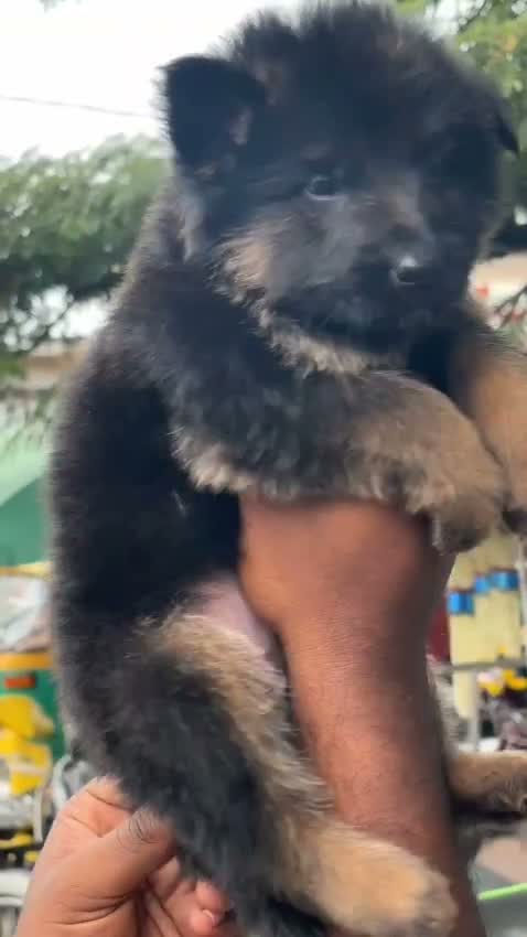 German Shepherd Puppy, farm video