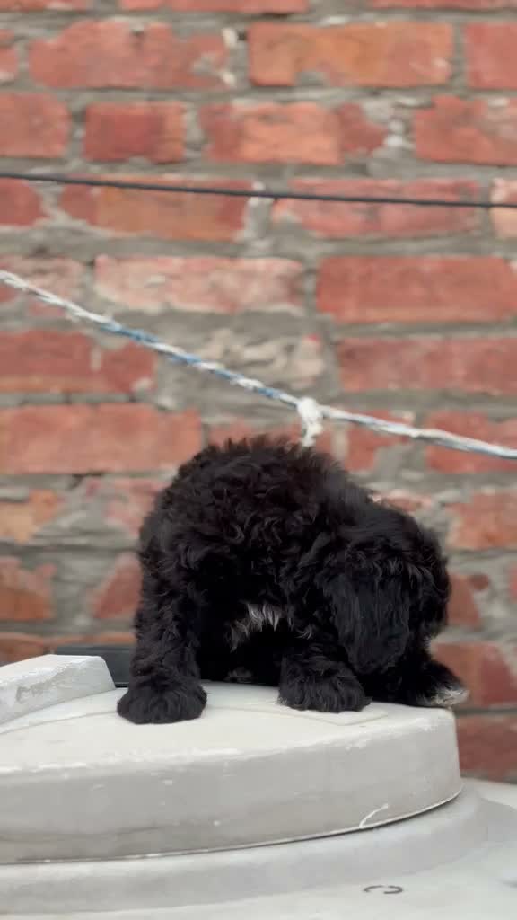 Standard Poodle Puppy, farm video