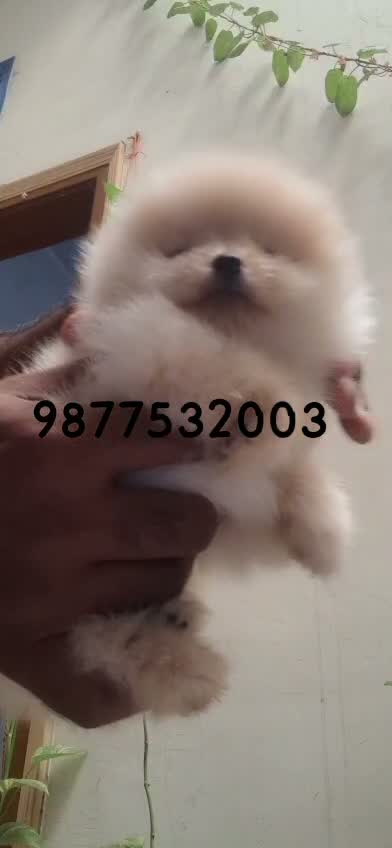 Pomeranian Puppy, farm video