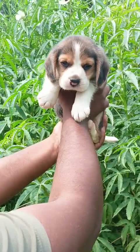 Beagle Black & Tan Puppy, farm video