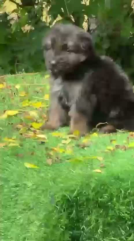 German Shepherd Puppy, farm video