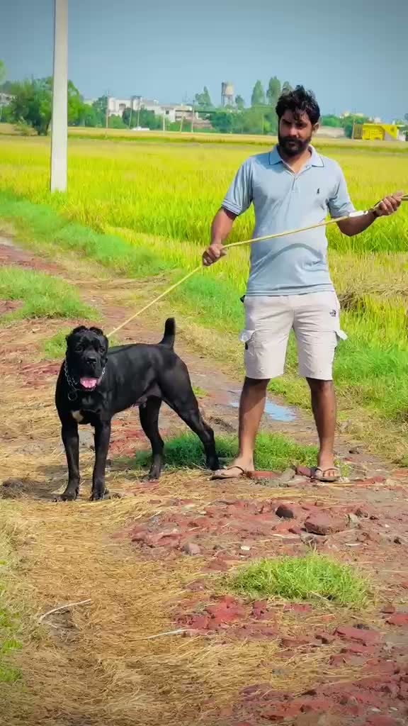 Cane Corso Puppy, farm video