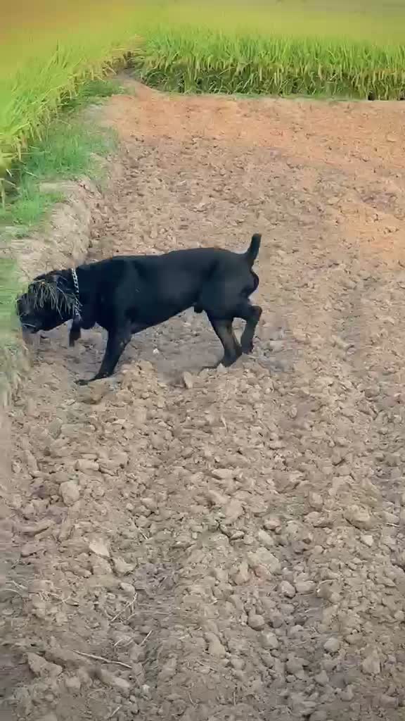 Cane Corso Puppy, farm video