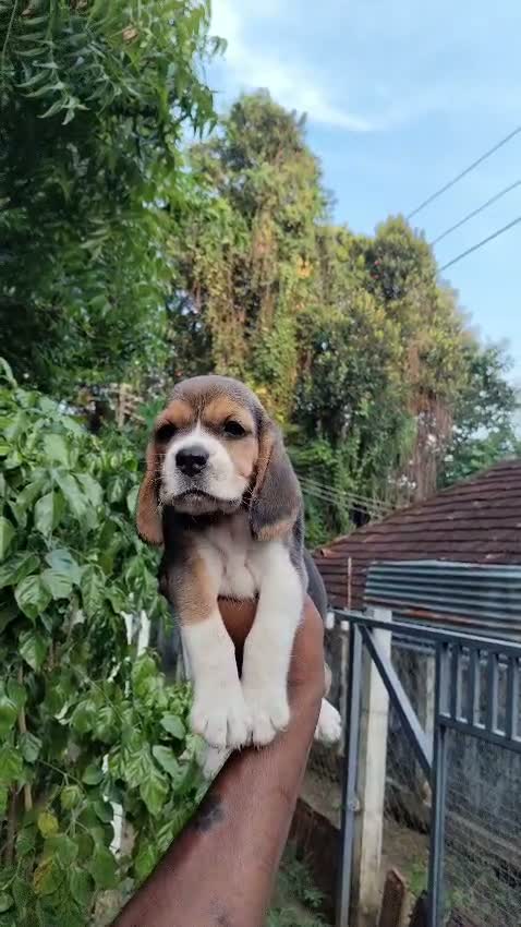 Beagle Black & Tan Puppy, farm video