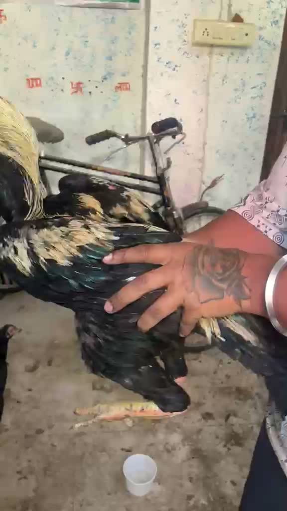 Fantail Pigeon, farm video