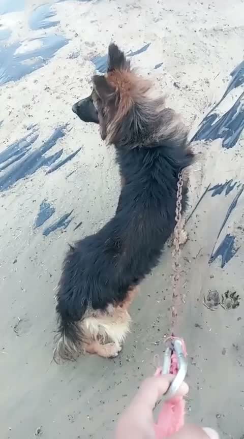 German Shepherd Puppy, farm video