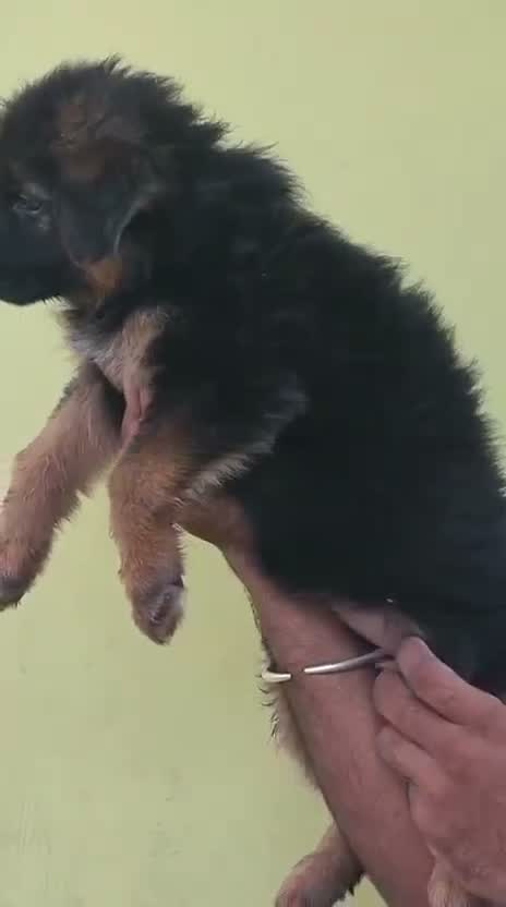 German Shepherd Puppy, farm video