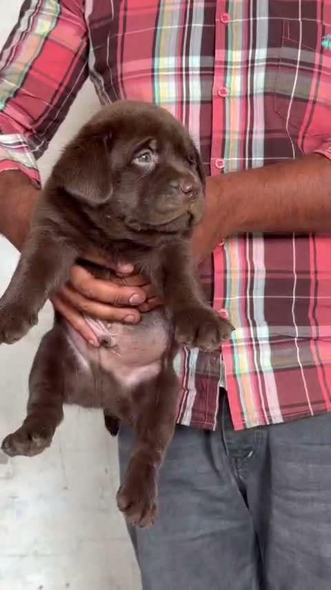 Beagle Black & Tan Puppy, farm video