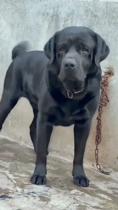 Beagle Black & Tan Puppy, farm video