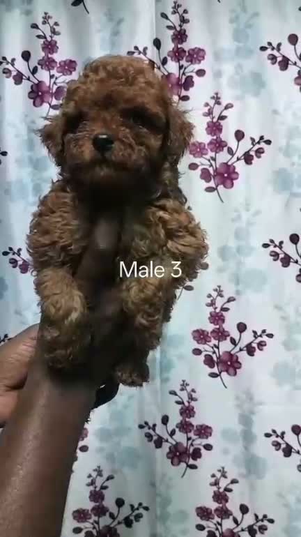 Standard Poodle Puppy, farm video