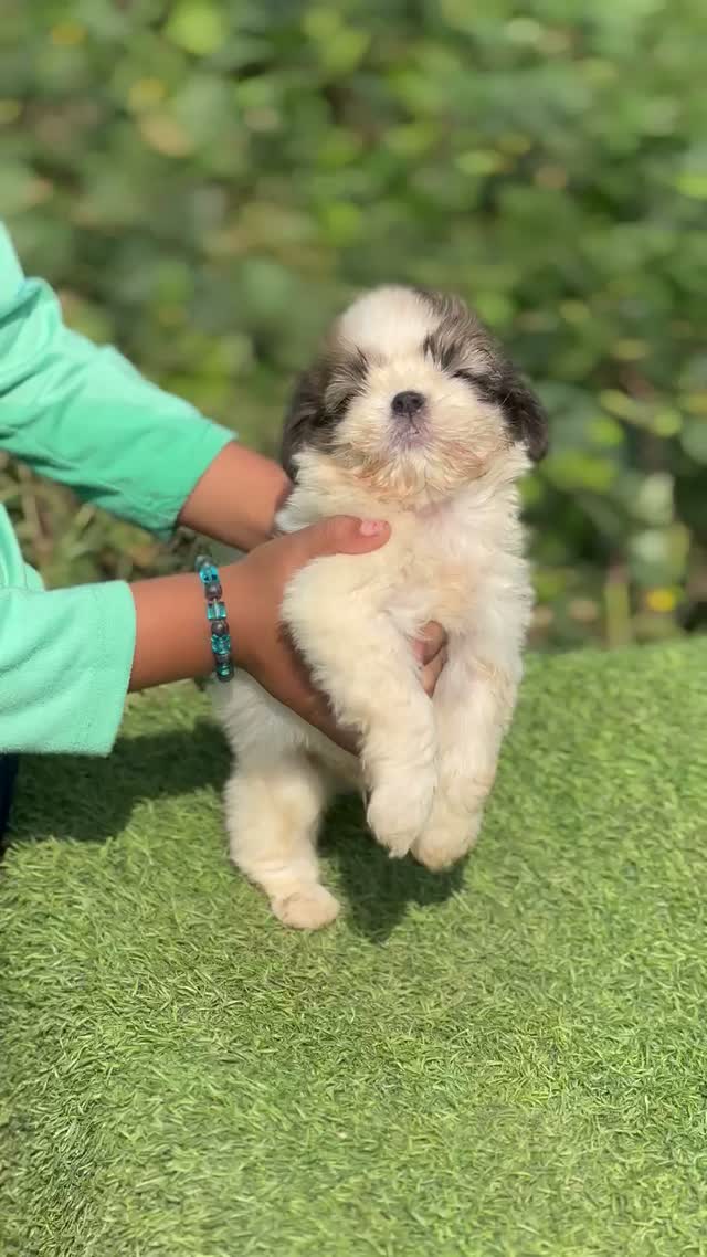Shih Tzu Puppy Brown & White, farm video