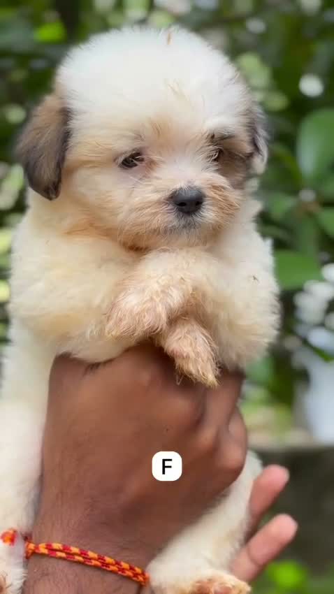 Lhasa Apso Puppies, farm video