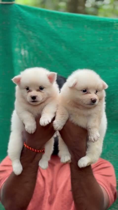 Pomeranian Puppy, farm video