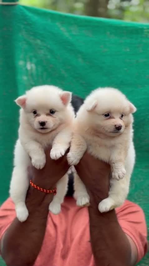 Pomeranian Puppy, farm video
