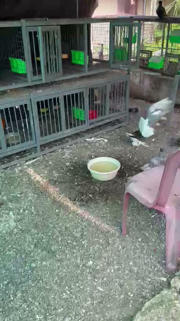 Doberman Pinscher Puppy, farm video